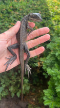 Load image into Gallery viewer, Small Sulawesi Black Sailfin Dragon