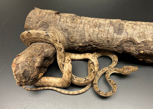 ‘Garden Phase’ Amazon Tree Boa (Male 2)