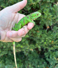 Load image into Gallery viewer, Baby Saba Island Black Iguana