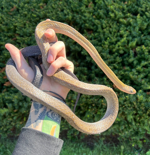 Adult Black Copper Ratsnake (Male)