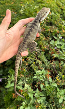 Load image into Gallery viewer, 1.1 Sub-Adult Australian Water Dragon