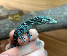 Load image into Gallery viewer, Baby Blue Tree Monitor (2)