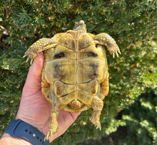 Load image into Gallery viewer, Adult ‘High-Yellow’ Hermann’s Tortoise (Male)