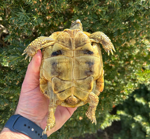 Adult ‘High-Yellow’ Hermann’s Tortoise (Male)