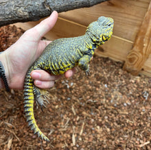 Load image into Gallery viewer, Adult Yellow Uromastyx (Male)