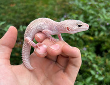 Load image into Gallery viewer, Adult Leopard Gecko (Female 2)