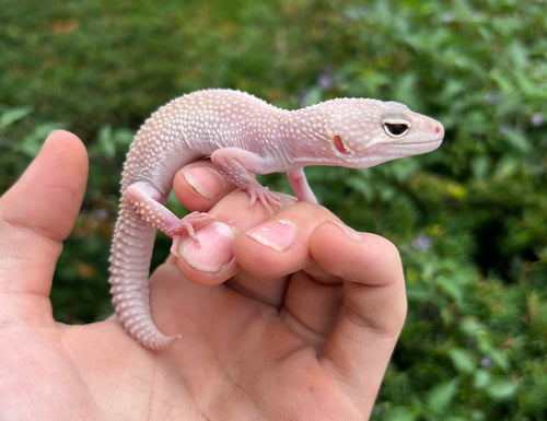 Adult Leopard Gecko (Female 2)
