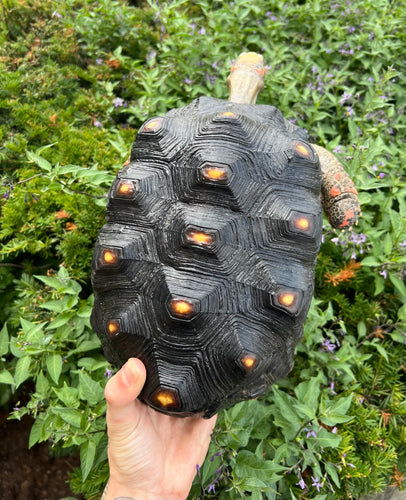 Adult Red Foot Tortoise (Female)