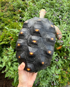 Adult Red Foot Tortoise (Female)