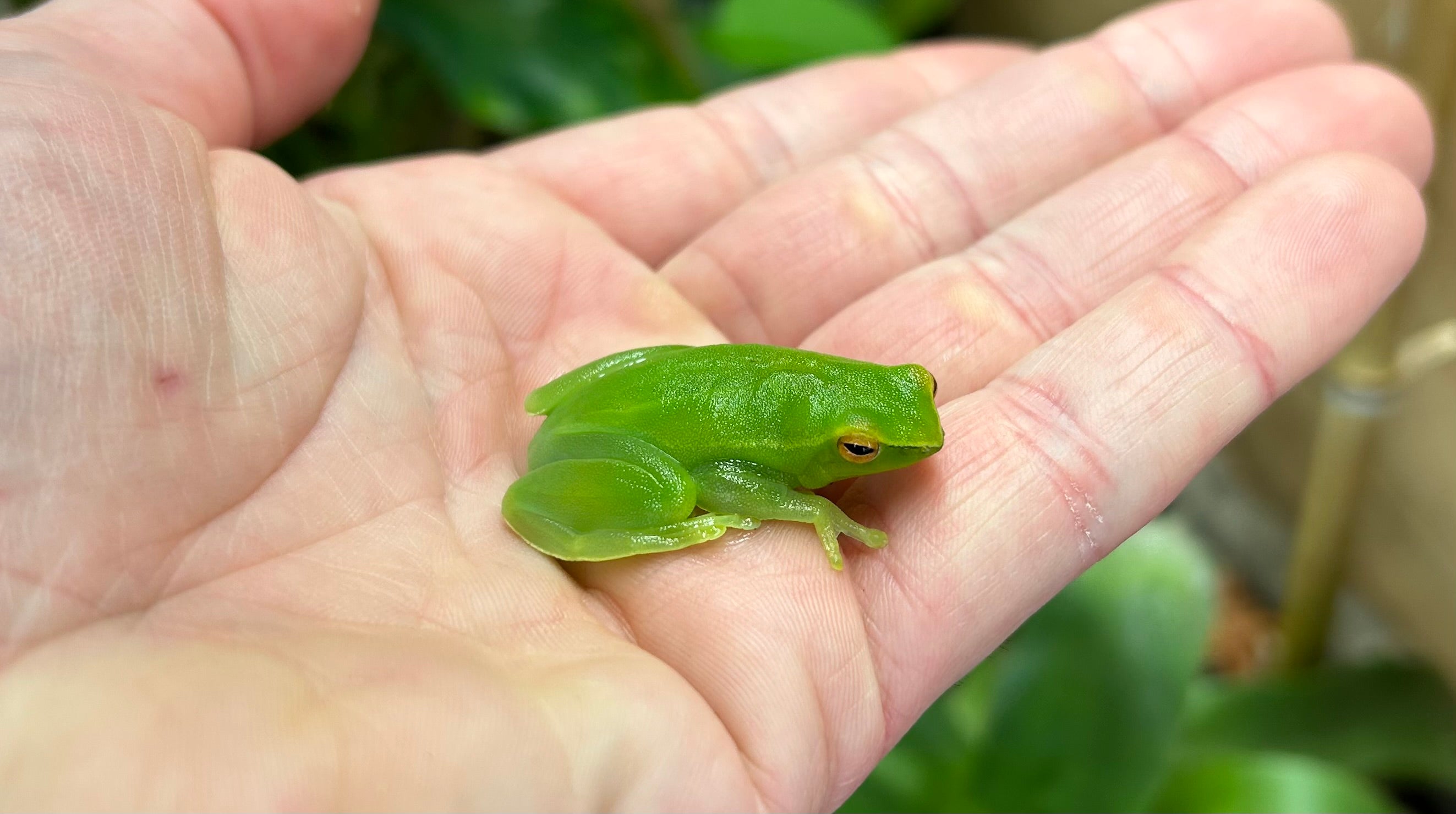 Hatchet-Faced Tree Frog – Scales and Tails of Ohio