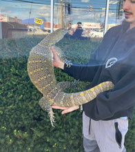 Load image into Gallery viewer, Adult Nile Monitor (Male)
