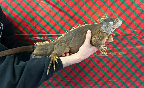 Adult Red Iguana (Male)