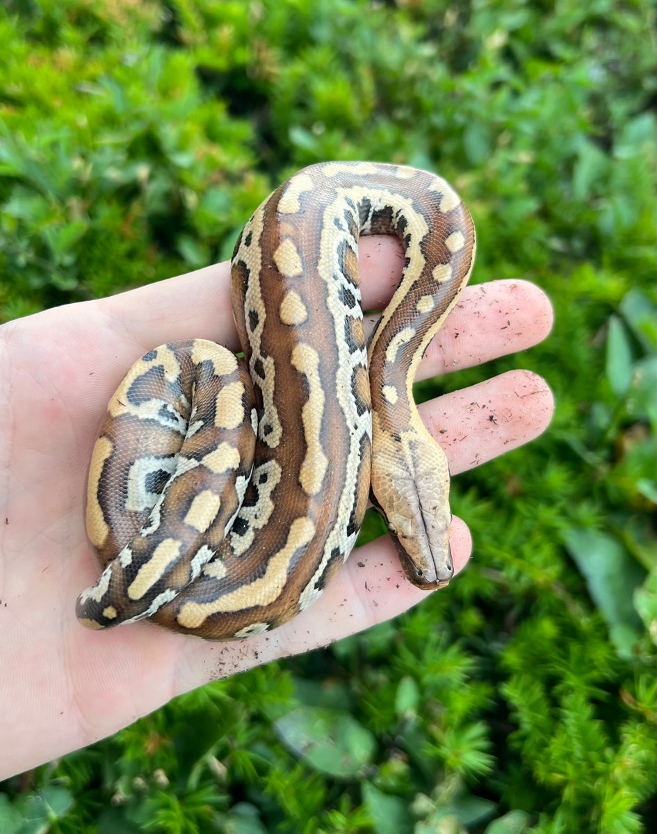 Baby Red Blood Python (Female 1) – Scales and Tails of Ohio