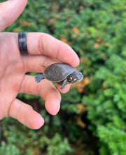Load image into Gallery viewer, Baby Eastern Painted Turtle