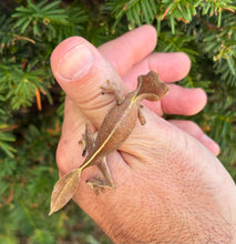 Load image into Gallery viewer, Satanic Leaf-Tailed Gecko
