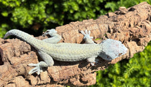 Load image into Gallery viewer, Adult Blue Patternless Tokay Gecko
