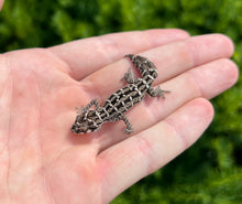 Load image into Gallery viewer, Sub-Adult Viper Gecko (Female 1)