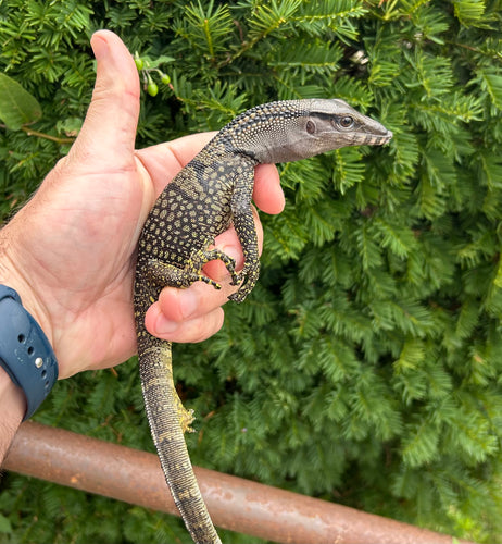 Small Black Roughneck Monitor (2)