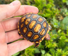 Load image into Gallery viewer, Baby Brazilian Cherry-Head Red Foot Tortoise (2)