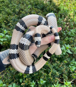 Adult Anery Honduran Milksnake (Male)