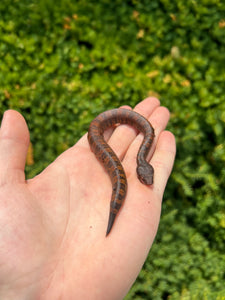 Baby Viper Boa (Female)