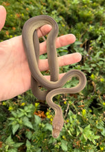 Load image into Gallery viewer, Baby Olive Python