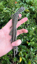 Load image into Gallery viewer, Baby Indonesian Giant Sailfin Dragon