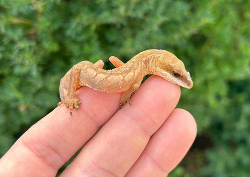 Adult Malaysian Cat Eyed Gecko (Male 2)