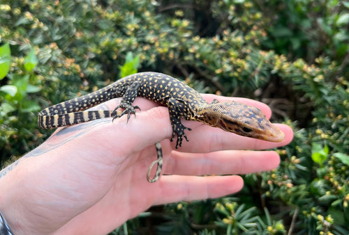 Baby Yellow Quince Monitor (1)