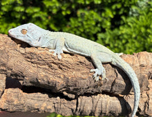 Load image into Gallery viewer, Adult Blue Patternless Tokay Gecko