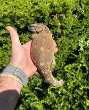 Load image into Gallery viewer, Small High-Color Black Throat Monitor (2)
