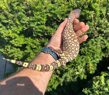 Load image into Gallery viewer, Yearling Rio-Fuerte Beaded Lizard (1)