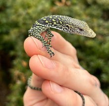 Load image into Gallery viewer, Baby Golden-Spotted Tree Monitor