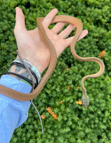 Adult Malaysian Black Headed Cat Snake (Male 2)