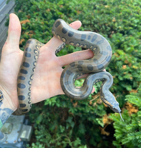 Yearling Green Anaconda (Female 2)