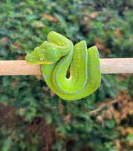 Load image into Gallery viewer, Juvenile Sorong Green Tree Python (Female)