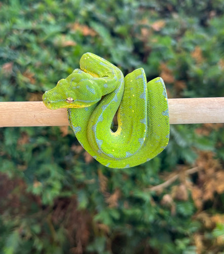 Juvenile Sorong Green Tree Python (Female)