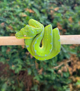 Juvenile Sorong Green Tree Python (Female)