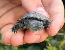 Load image into Gallery viewer, Baby African Sideneck Turtle