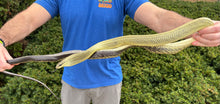 Load image into Gallery viewer, Adult Black-Tailed Jansen’s Ratsnake (Male)