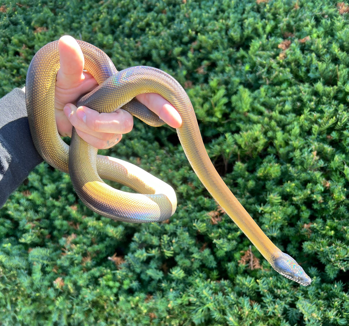 Sub-Adult Northern White-Lipped Python (Male 1) – Scales and Tails of Ohio