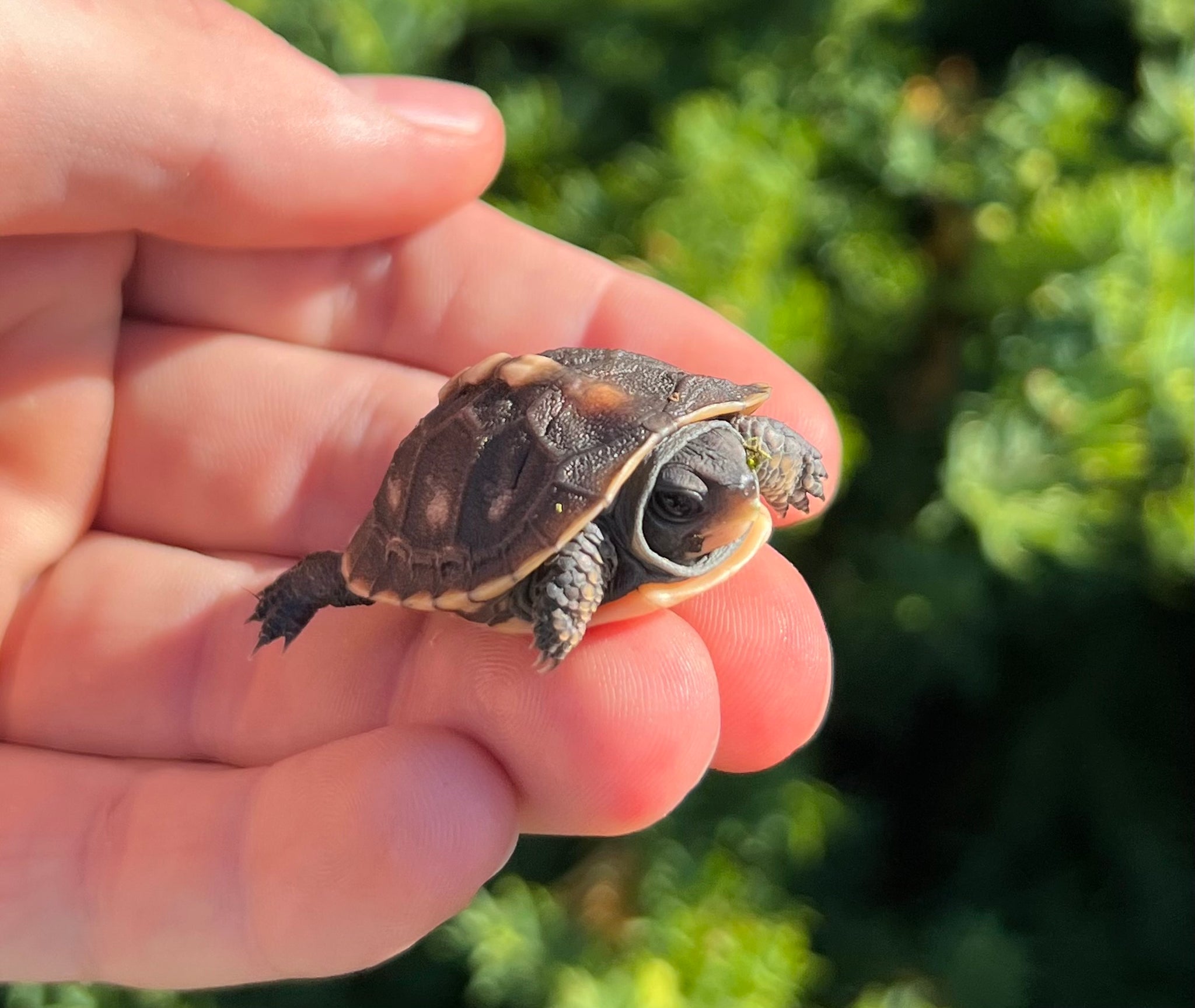 Load Turtles Baby Eastern Box Turtle – Scales and Tails of Ohio