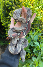 Load image into Gallery viewer, Small Guyana Boa (Male 6)