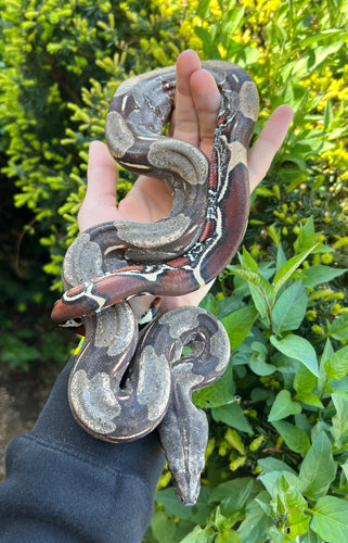 Small Guyana Boa (Male 6)