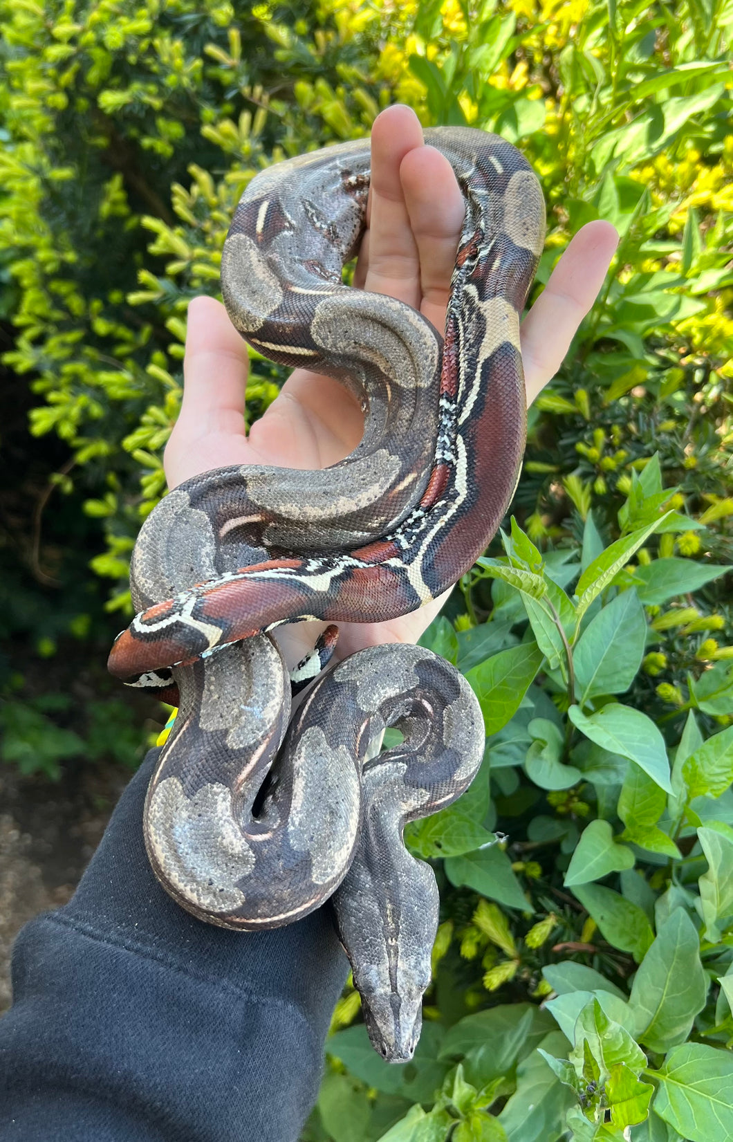 Small Guyana Boa (Male 6)