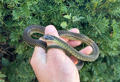 Sub-Adult Speckled Racer (Male)