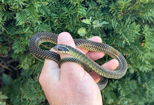 Sub-Adult Speckled Racer (Male)