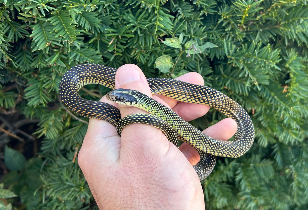 Sub-Adult Speckled Racer (Male)