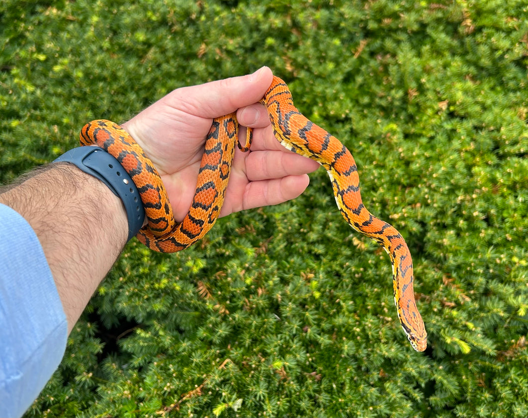 Sub-Adult Okeetee Corn Snake (Female)