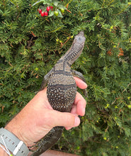 Load image into Gallery viewer, Juvenile Black Roughneck Monitor